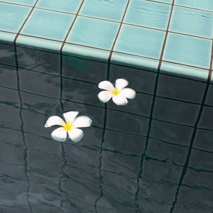 Two plumeria flowers gently float in a serene swimming pool against blue mosaic tiles.
